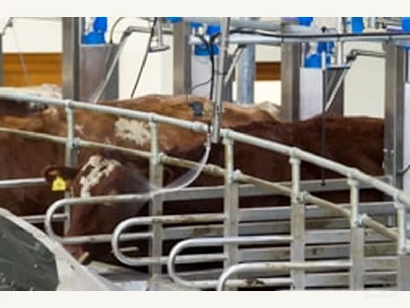Cow Motivator для организации входа