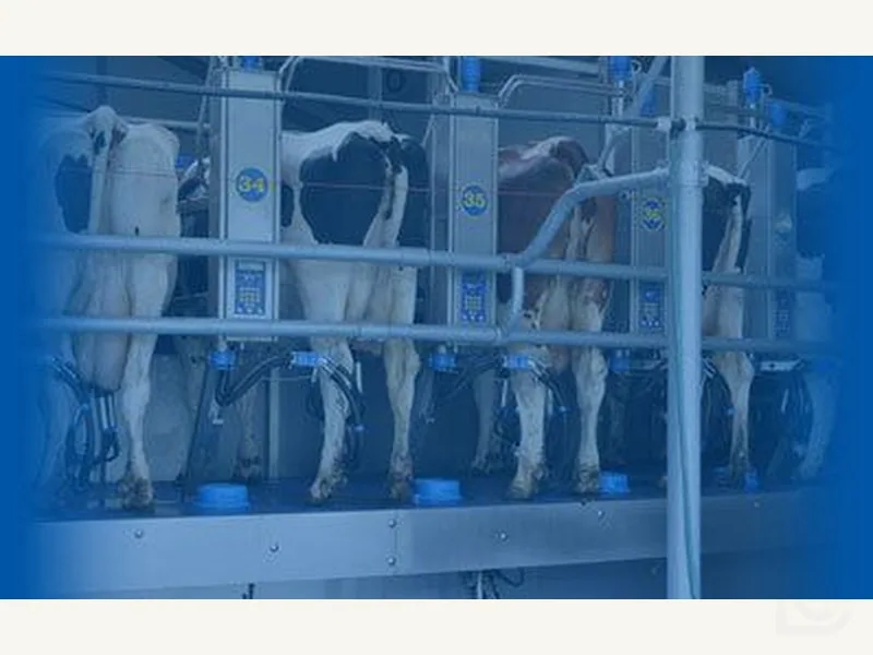 Коровы на платформе Swiftflo Cow Rotary