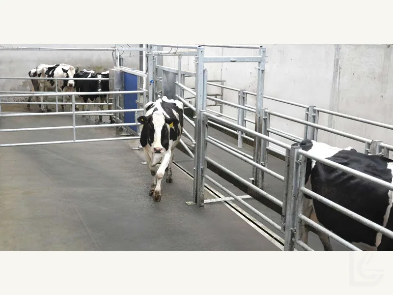 Automatic Drafting — Automatic cow drafting