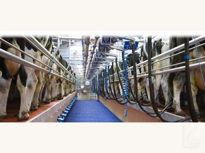 Herringbone milking parlour overview