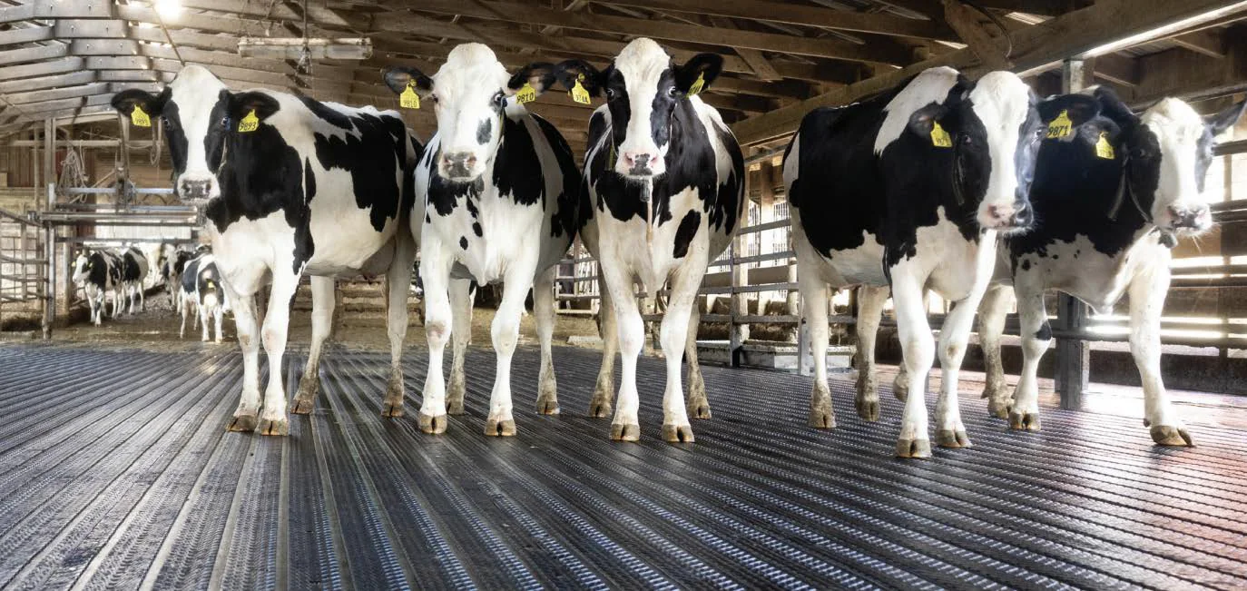 Cows on Bioret Agri rubber flooring