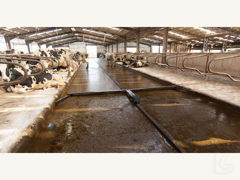 Automatic Scraper System — Automatic manure scraping