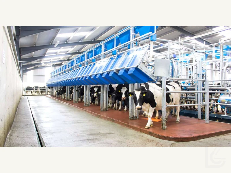 Fast Exit — Fast-exit milking parlour