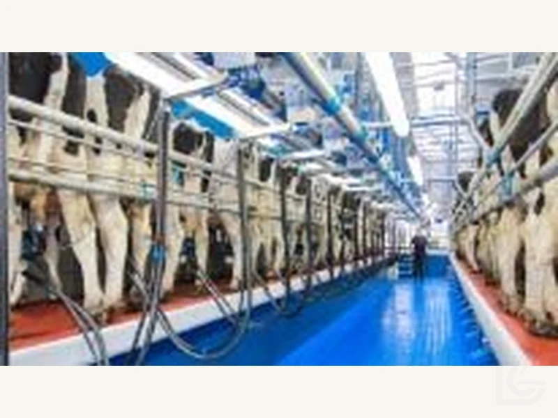Herringbone — Herringbone milking parlour