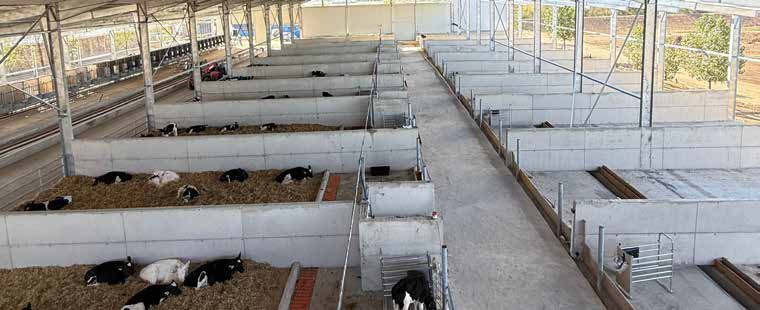 Buzoqlar uchun boks va binolar — Buzoq va yosh mol